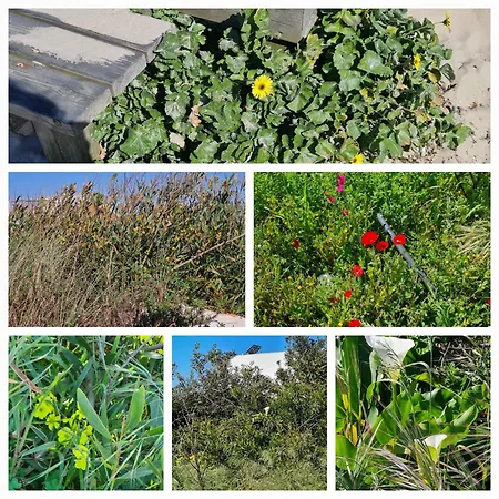 Bed & Breakfast Vermar Torreira