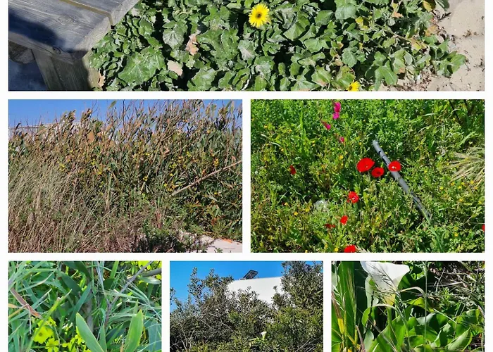 Panzió Vermar Torreira